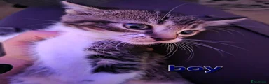 Boy