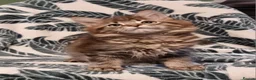 Maine Coon cats for sale: GCCF registered pedigree Maine Coon Kittens  - Advert 27
