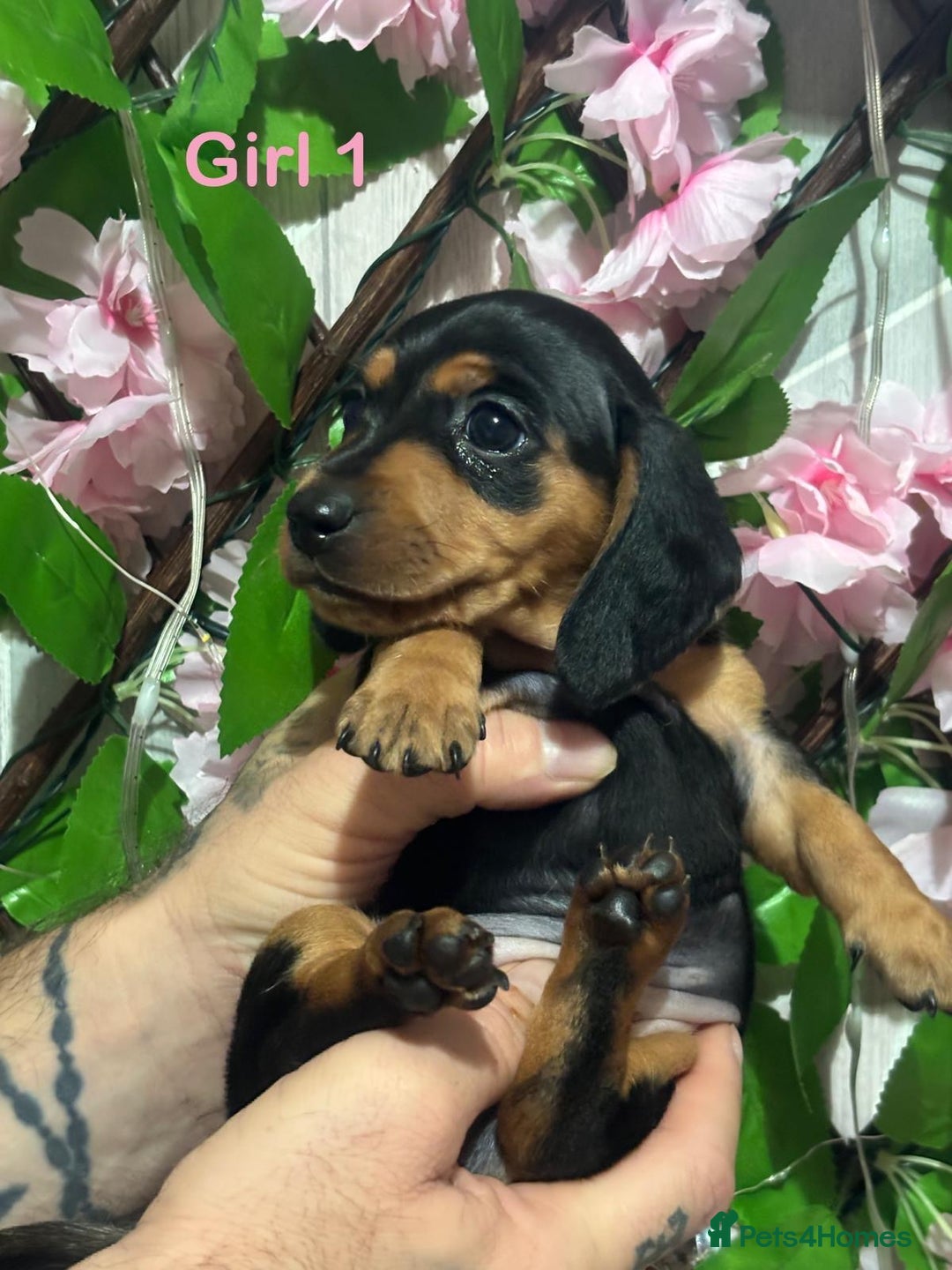 Miniature Dachshund dogs for sale: 5 Beautiful Miniature Dachshund’s  - Advert 17