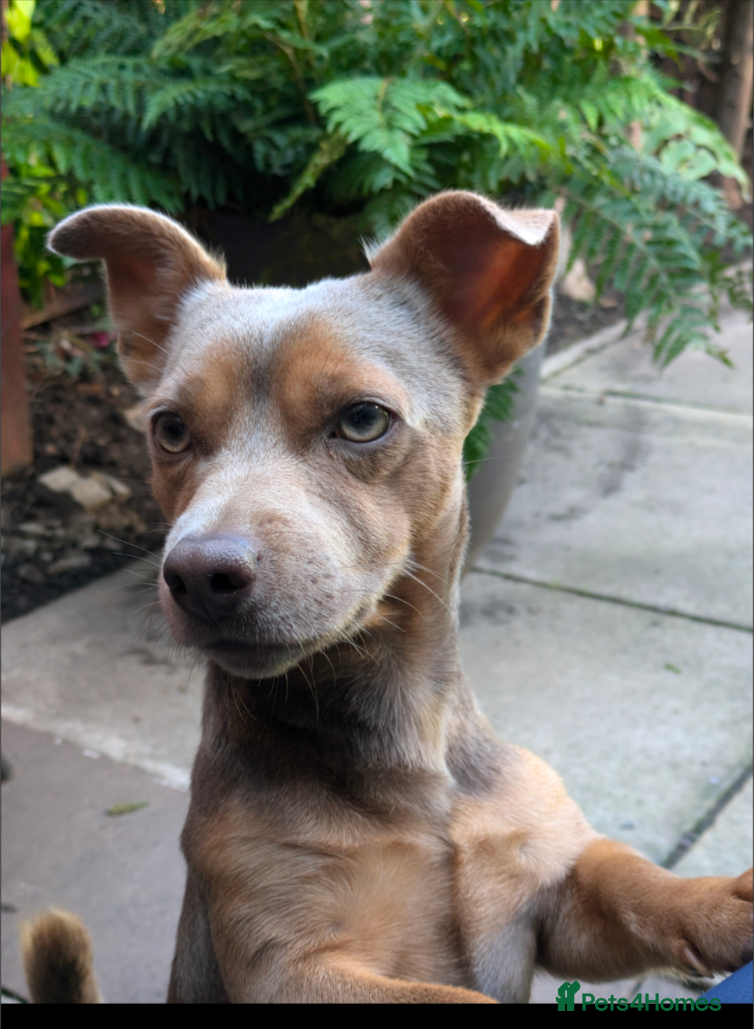 Jack Russell dogs for stud: For Stud Jack Russell (Short Legged) in Slough - Image 2