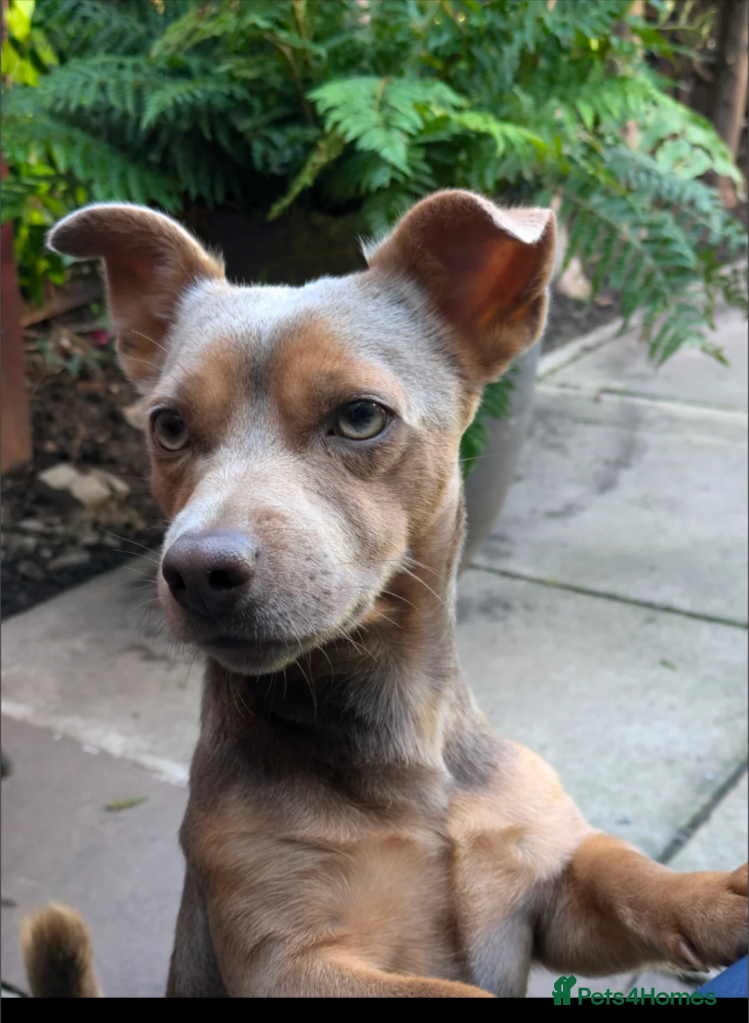 Jack Russell dogs for stud: For Stud Jack Russell (Short Legged) in Slough - Advert 2