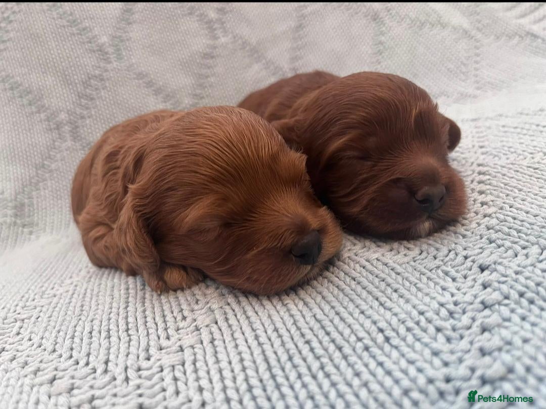 Cavapoo dogs Beautiful toy cavapoo's - Advert 10