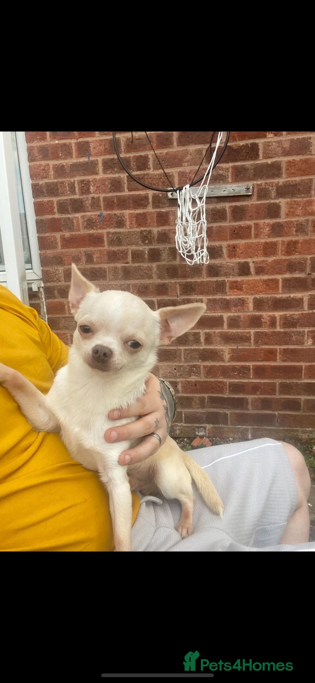 Chihuahua dogs for stud: kc stunning small boys stud only in Mansfield - Advert 9