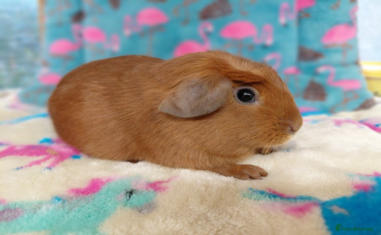 Guinea Pig rodents Baby Merino Boar / Young Adult Sheltie Boar  RTL  - Advert 10