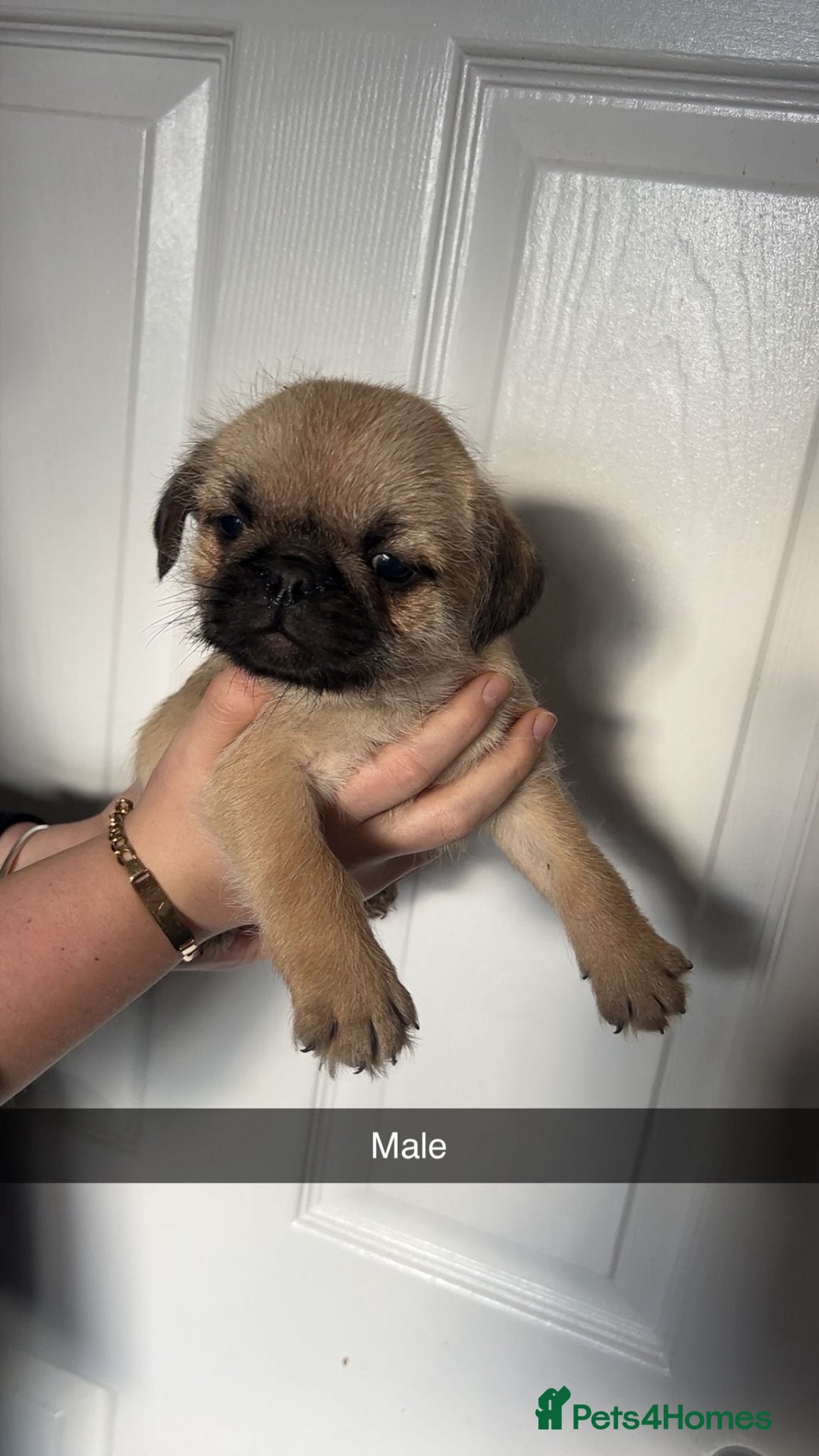 Mixed Breed dogs for sale: Beautiful litter of pug cross shih-tzu  ♥️ - Advert 8
