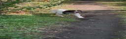 English Springer Spaniel dogs for sale: Male English springer for sale in Seaham - Advert 3