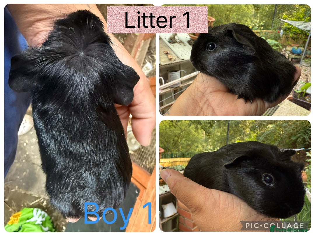 Guinea Pig rodents for sale: Beautiful baby guinea pigs  - Image 4