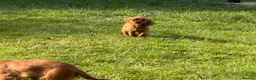 Cavalier King Charles Spaniel dogs for sale: KC REG FULLY VACCINATED RUBY CAVS READY NOW  - Advert 6