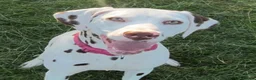 Dalmatian dogs for sale: 8 year old Dalmatian - Polly - liver spotted - Advert 3