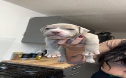 Mixed Breed dogs for sale: Pocket bully x old English bulldogge - Image 3