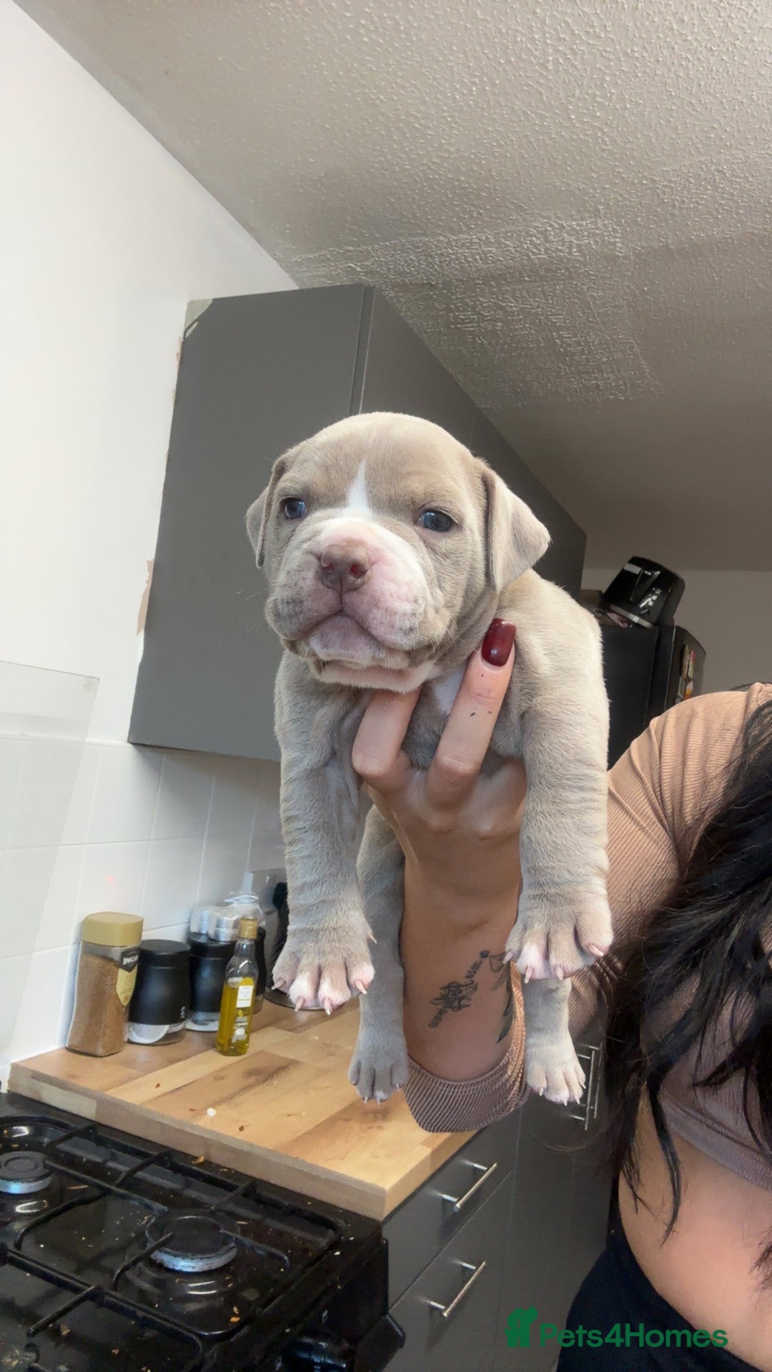 Mixed Breed dogs for sale: Pocket bully x old English bulldogge - Image 3