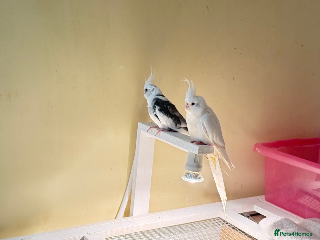 Cockatiels birds for sale: Cockatiels very tame - Advert 11