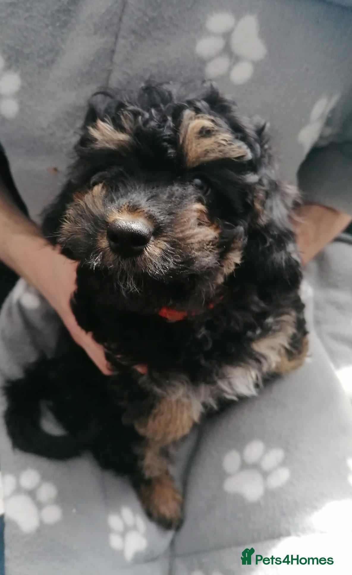 Cavapoo dogs Cavapoo pups - 1 boy 1 girl (Ready To Go!) - Advert 6