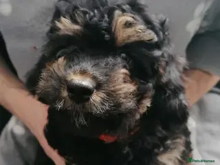 Cavapoo dogs Cavapoo pups - 1 boy 1 girl (Ready To Go!) - Advert 6