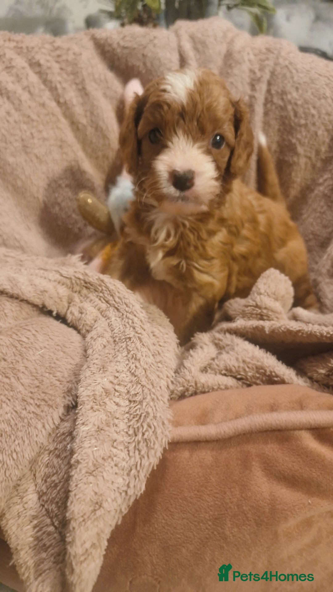 Cavapoo dogs for sale: Beautiful cavapoo puppies  - Advert 11
