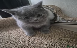 British Shorthair cats for sale: 1 cute British short hair blue kitten for sale  - Image 6
