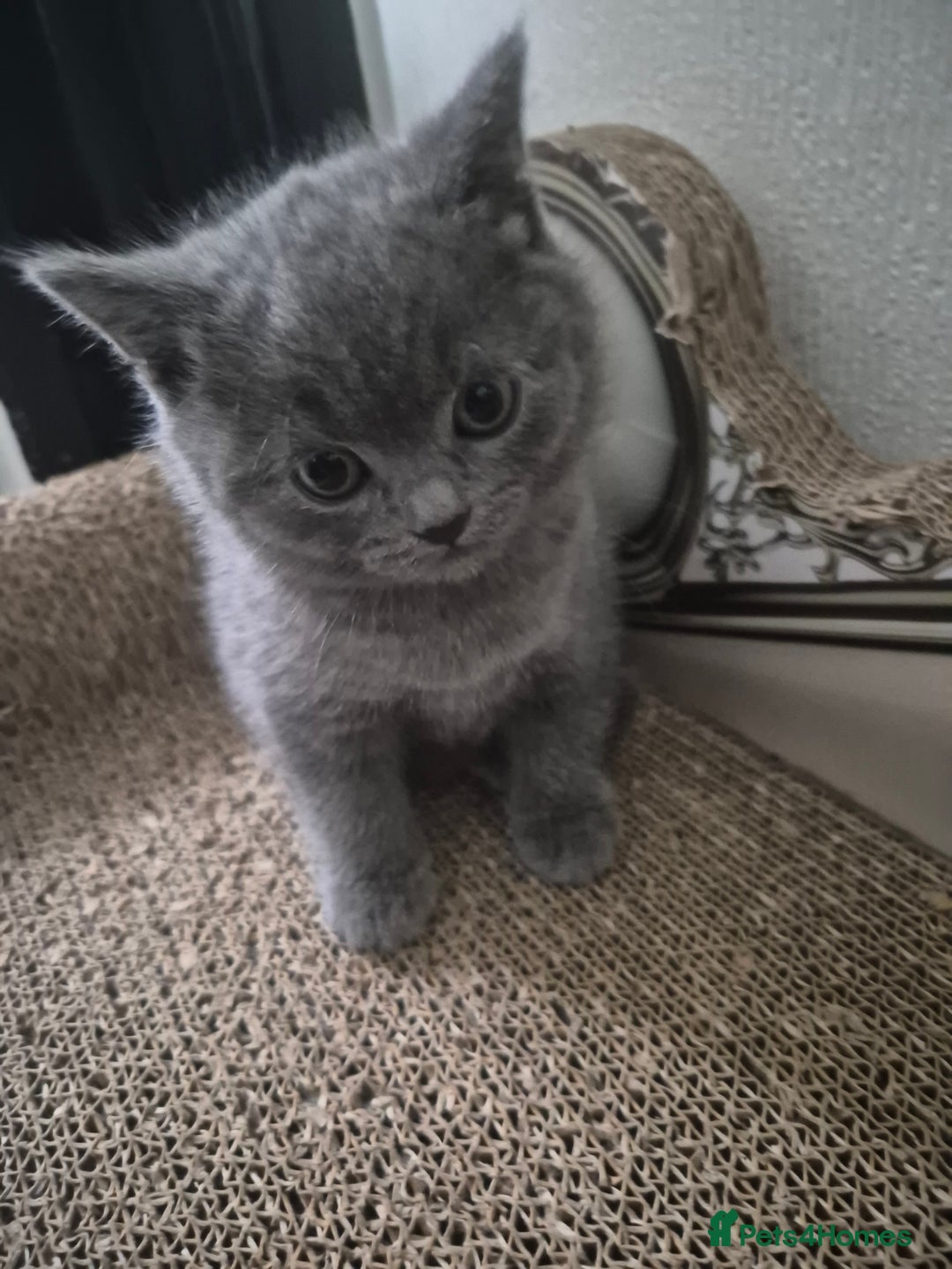 British Shorthair cats for sale: 1 cute British short hair blue kitten for sale  - Image 6