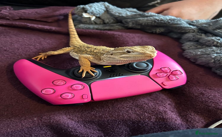 Bearded Dragon reptiles - Advert 1