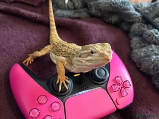 Bearded Dragon reptiles - Advert 1