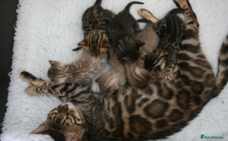 Bengal cats - Advert 1