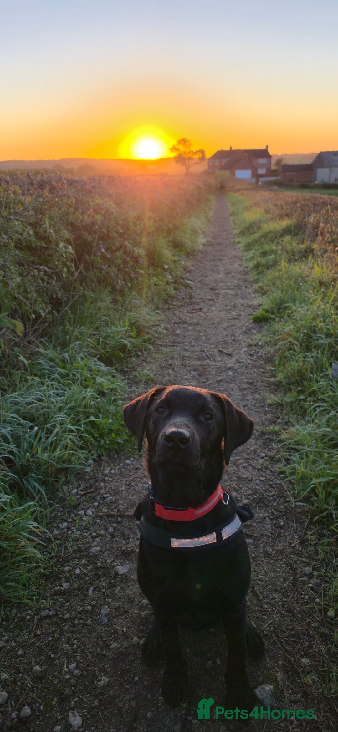 Labrador Retriever dogs for sale: Labrador for sale - Image 8