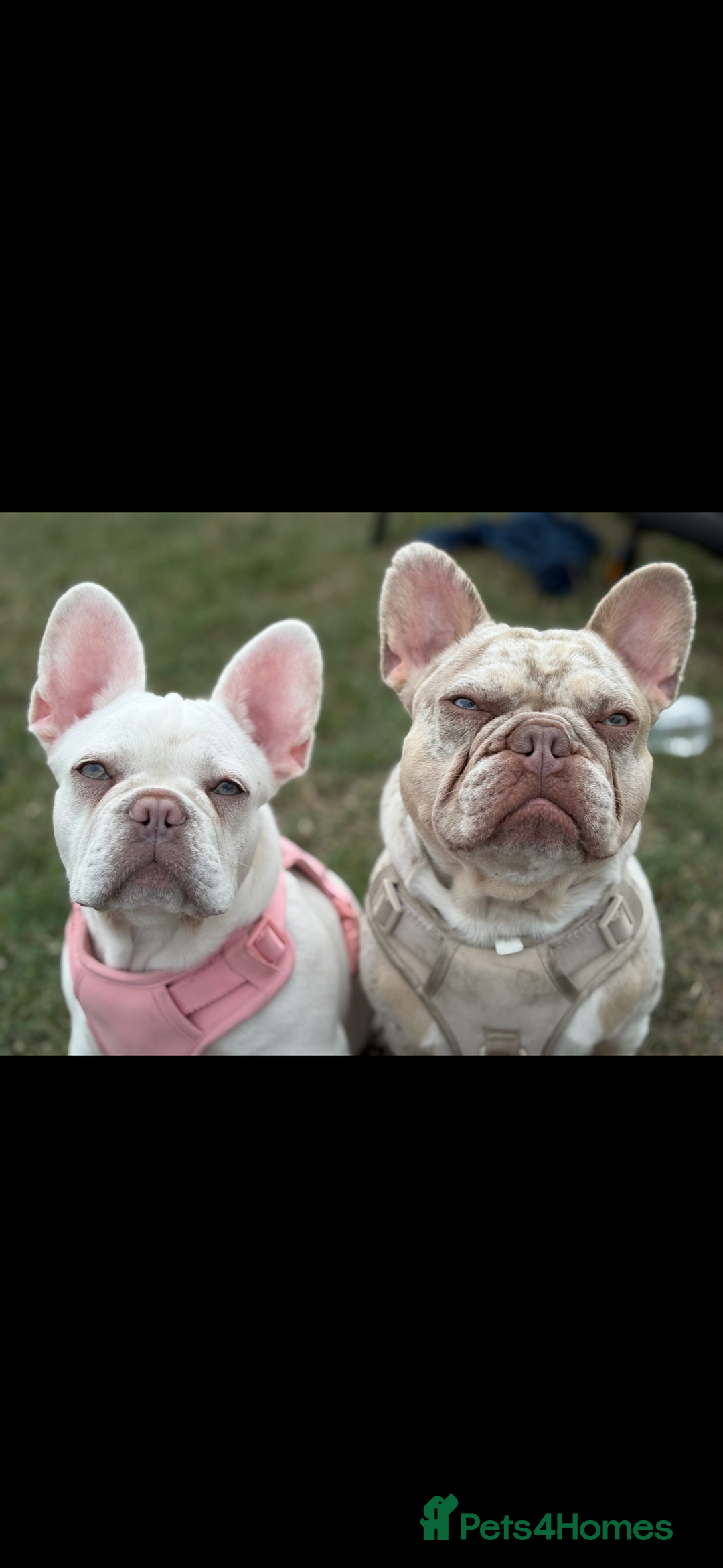 French Bulldog dogs for stud: STUD. New shade Isabella merle.  - Image 6