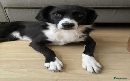 Mixed Breed dogs for adoption: Terrific Trixie - Image 18
