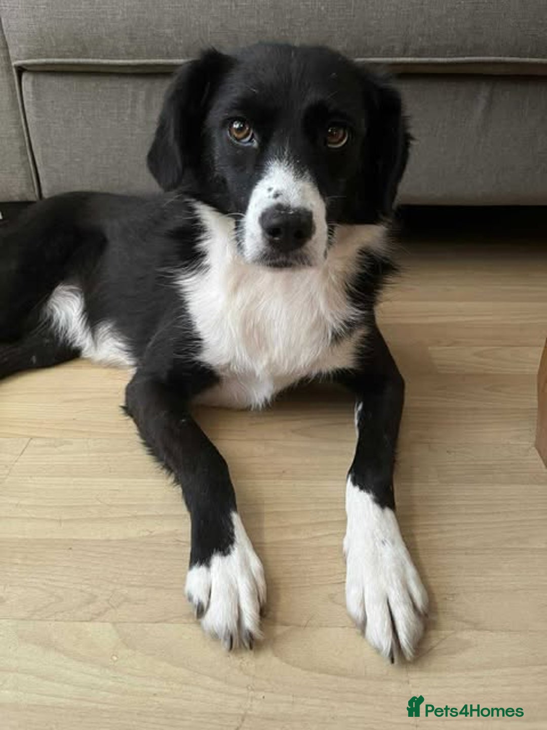 Mixed Breed dogs for adoption: Terrific Trixie - Image 18