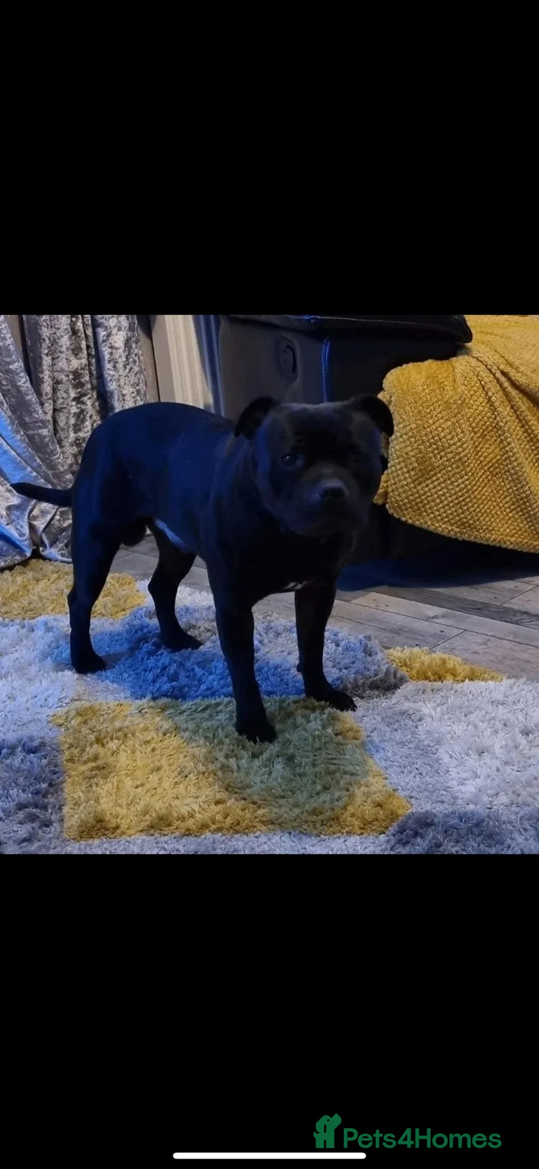 Staffordshire Bull Terrier dogs for stud: STORM FOR STUD in Newton Aycliffe - Advert 10