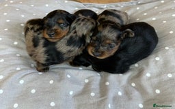 Miniature Dachshund dogs for sale: Long Haired Miniature Dachshund puppies - Image 2