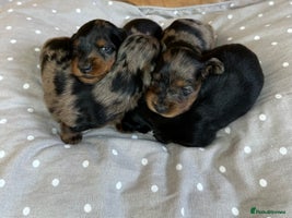 Miniature Dachshund dogs - Advert 6
