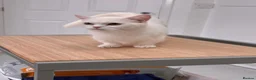 Munchkin cats for sale: Munchkin female  - Advert 9