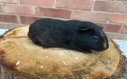 Guinea Pig rodents for sale: Free Male Guinea pigs  - Image 11