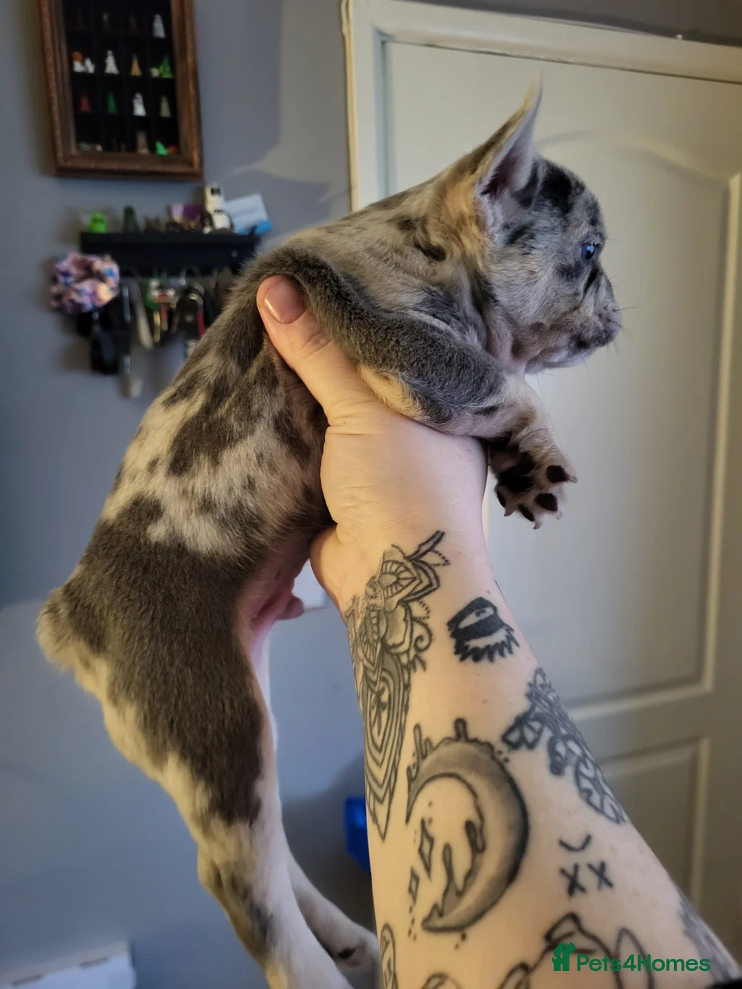 French Bulldog dogs for sale: French Bulldog Puppies - Advert 7