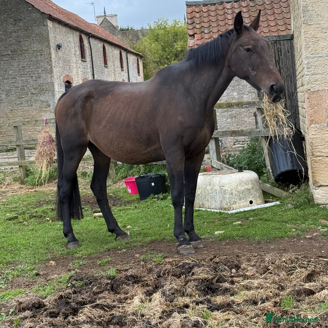 Hanoverian horses for sale: Beautiful hanovarian mare  - Image 2
