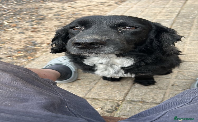 Sprocker dogs - Advert 1