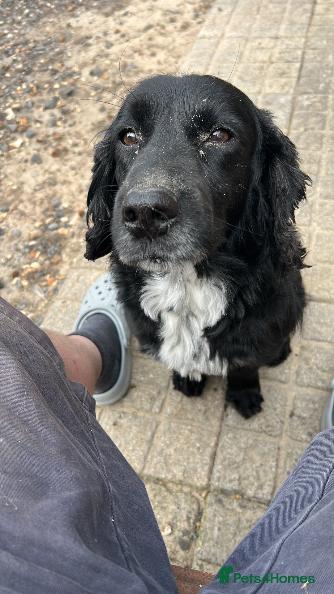 Sprocker dogs for stud: Sprocket for stud - Image 1