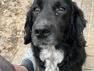 Sprocker dogs Sprocket for stud - Advert 1