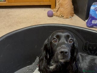 Cockalier dogs Cocker spaniel - Advert 7