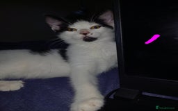 Mixed Breed cats for sale: 4 Beautiful Kittens - Image 9