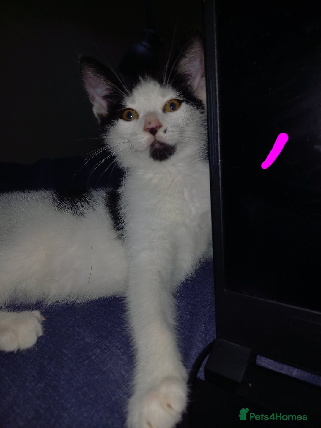 Mixed Breed cats for sale: 4 Beautiful Kittens - Image 9