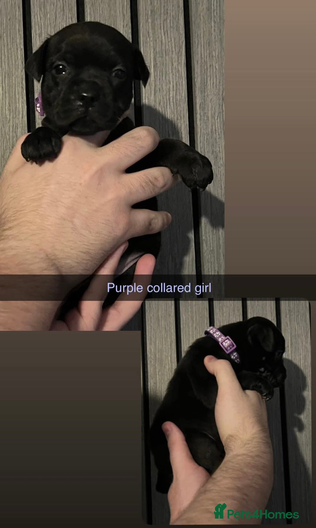 Staffordshire Bull Terrier dogs for stud: BLACK, Health tested kc registered STAFFORD STUD - Advert 11