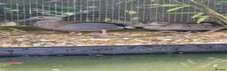 Ducks poultry for sale: Friendly Ringed Teal Ducklings - Advert 4
