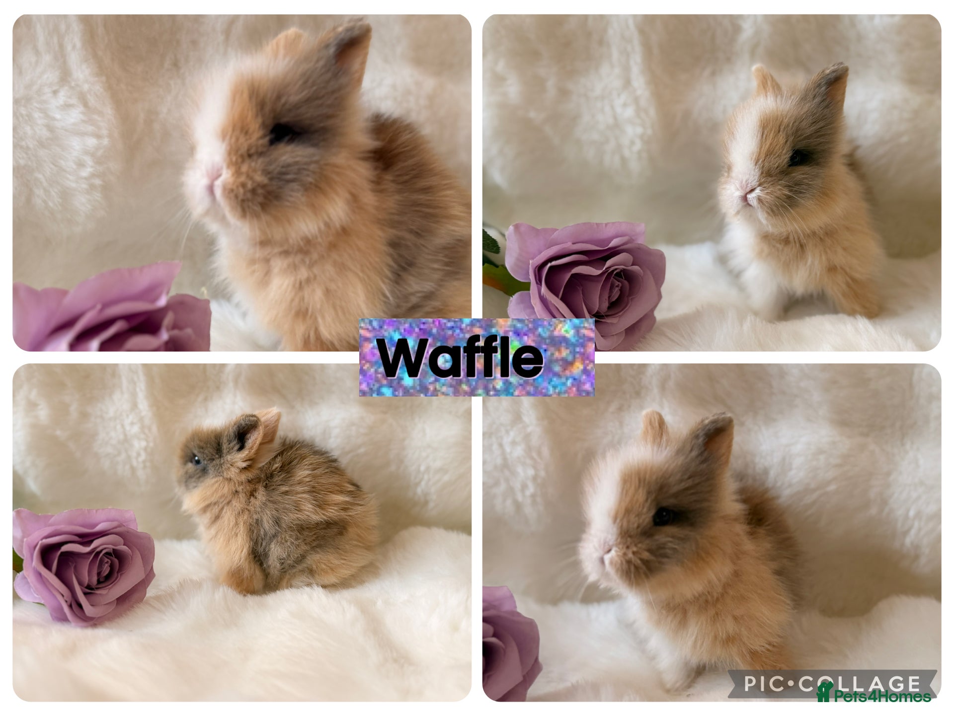 Lionhead rabbits Crème de la Crème Harlequin DoubleMane LionHeads  - Advert 19