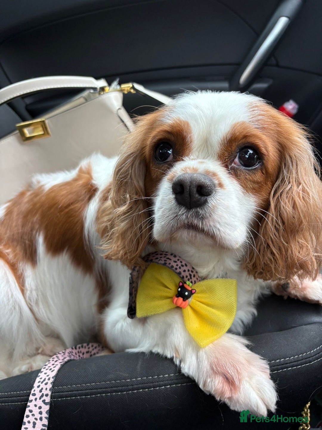 Cavapoo dogs for sale: Health tested toy cavapoo boys - Advert 35