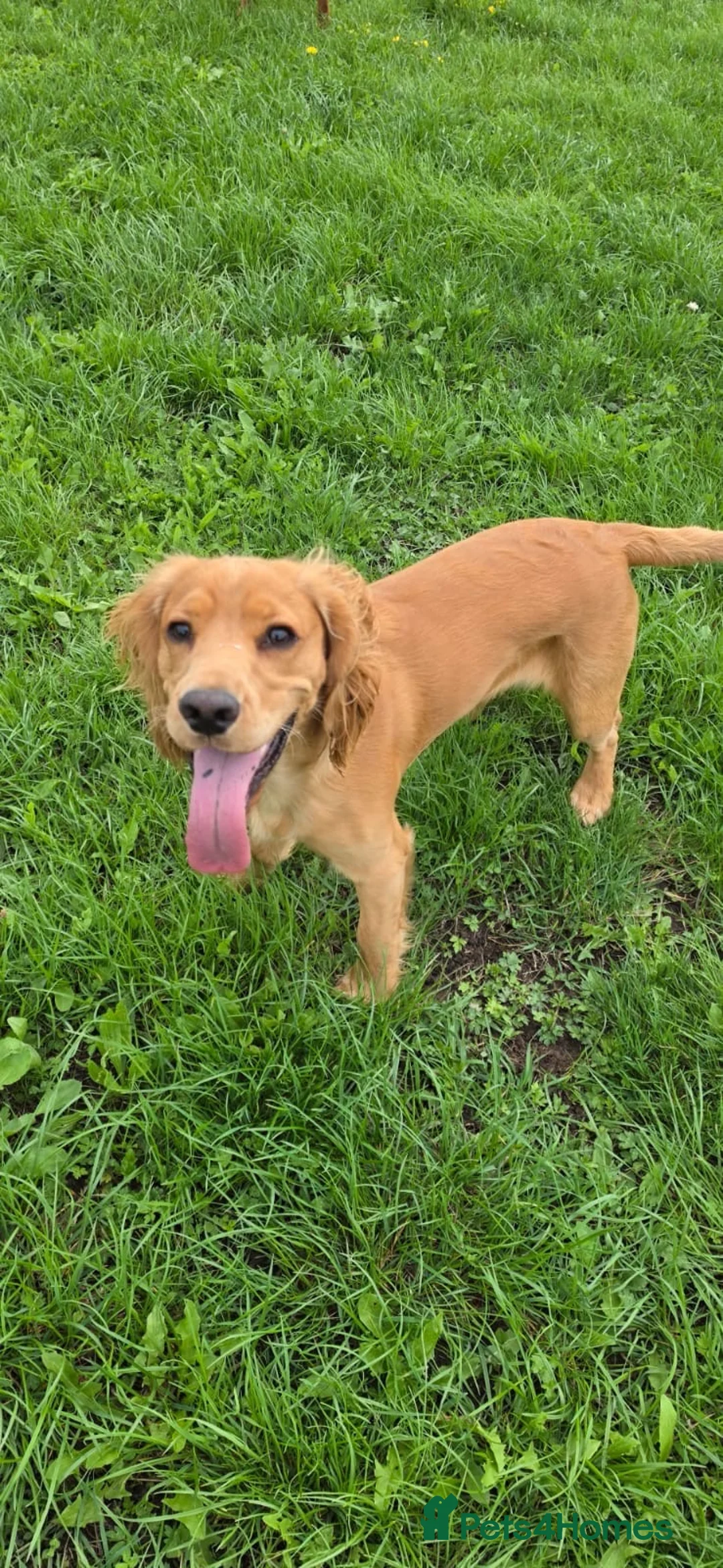 Cocker Spaniel dogs for sale: Milo  in Newark - Advert 2