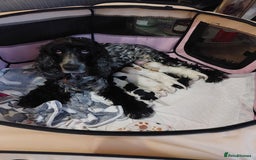 Cocker Spaniel dogs for sale: Show Type Cocker Spaniels - Image 7