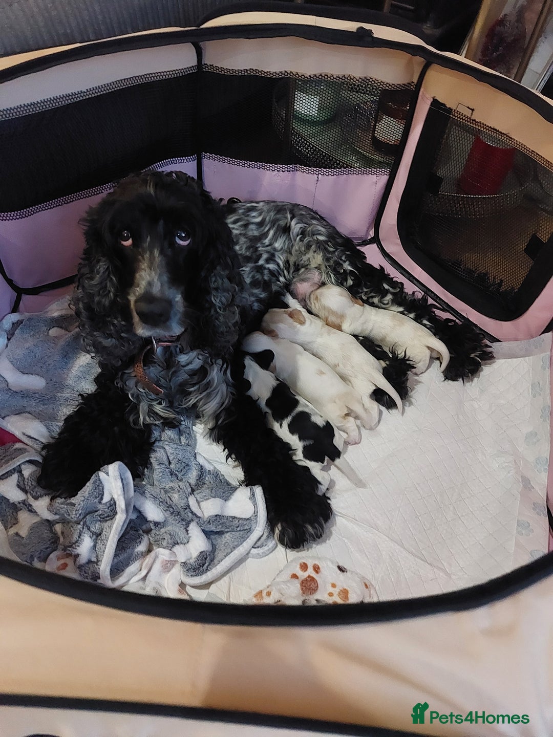 Cocker Spaniel dogs for sale: Show Type Cocker Spaniels - Image 7