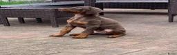 Dobermann dogs for sale: Dobermann puppies due in 2 weeks  - Advert 7