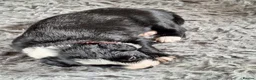 Border Collie dogs for sale: Beautiful border collie pups  - Advert 5